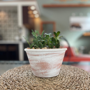 SUCCULENTS