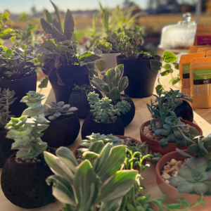 4" Succulent
